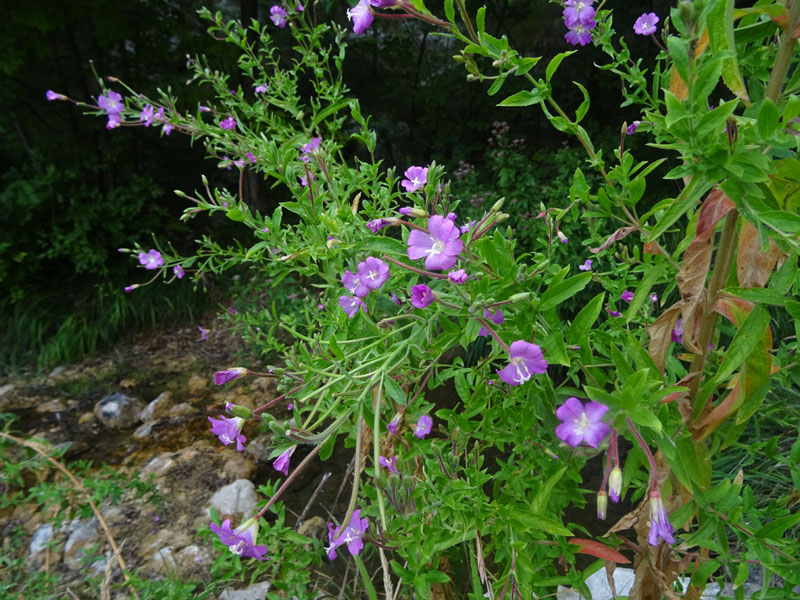 Epilobium hirsutum / Garofanino dacqua